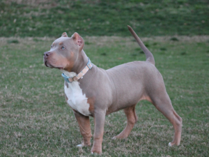 xl pitbull breeders in Virginia