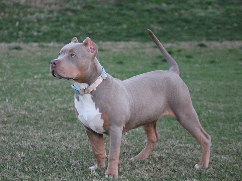 xl pitbull breeders in Virginia