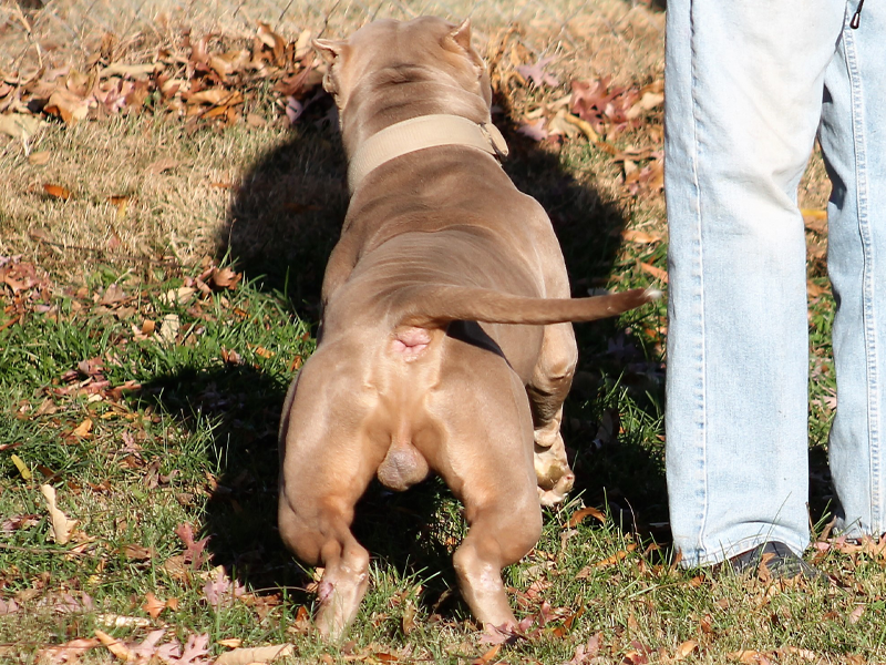 xl pitbull cost
