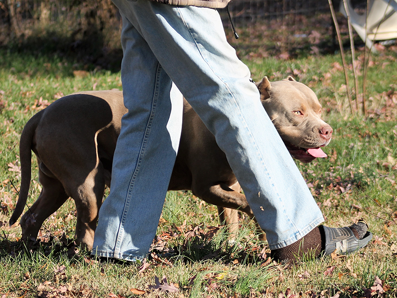 xl pitbull puppies and kids