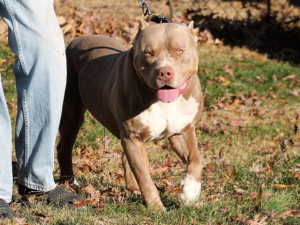 xl pitbull puppies for sale