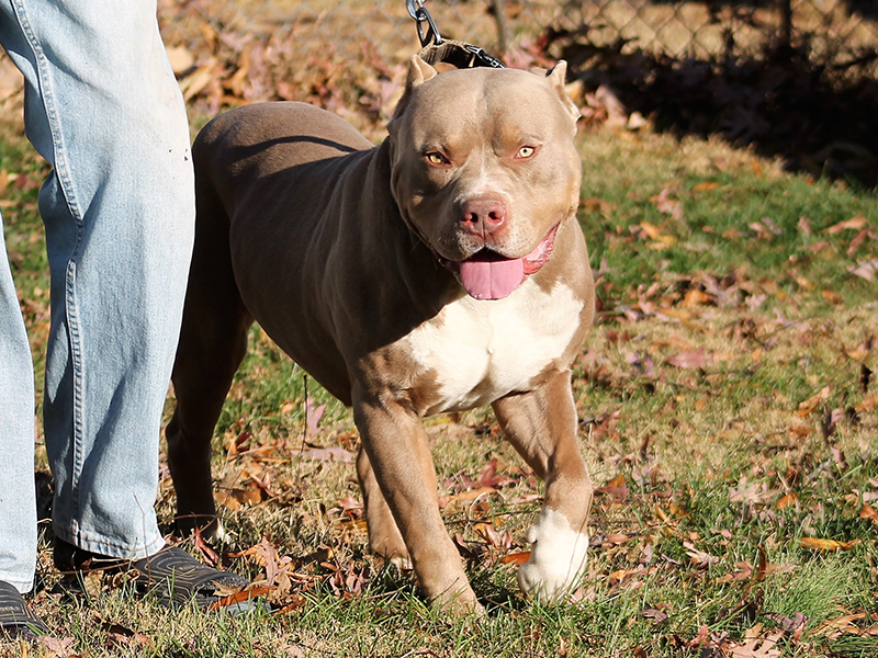 xl pitbull puppies for sale