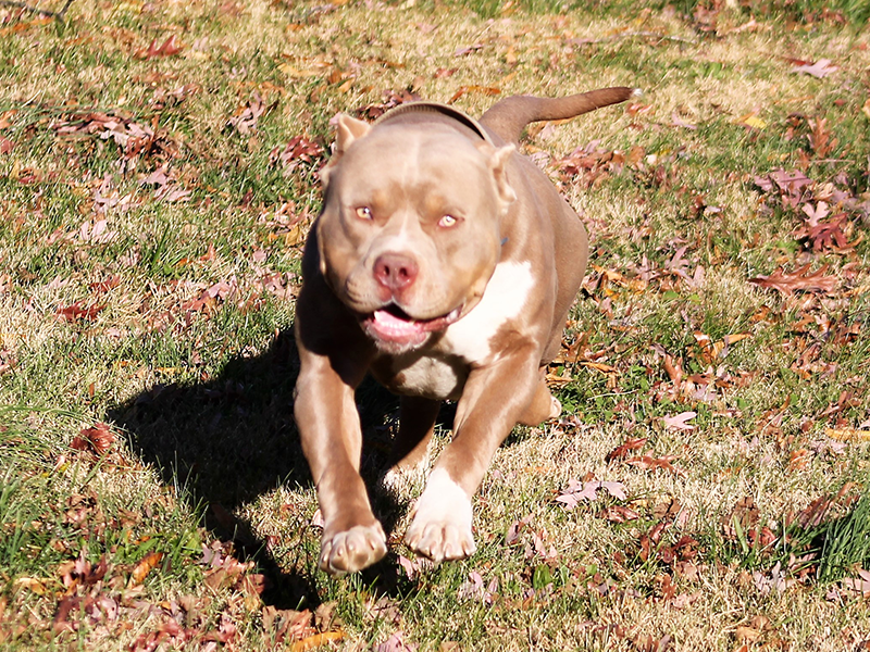 xl pitbull puppy price