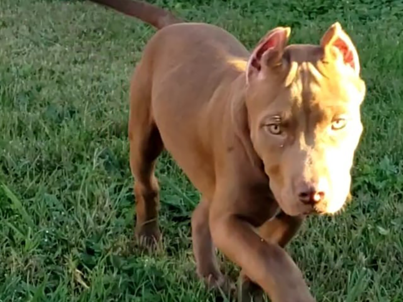xl pitbulls rednose price