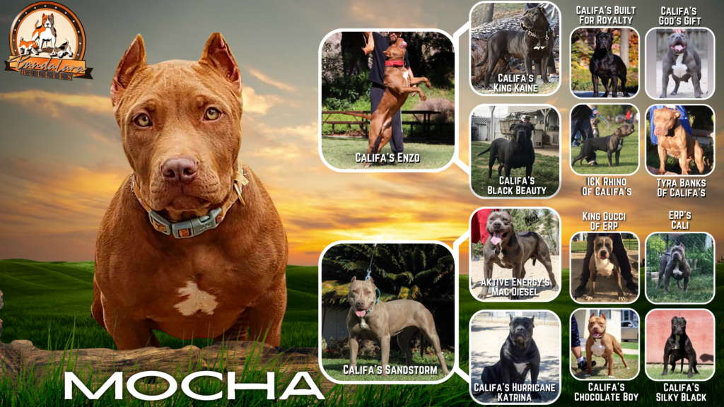 rednose pitbulls for sale