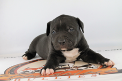 A black xl pitbull puppy produced by Bandalara Bullies