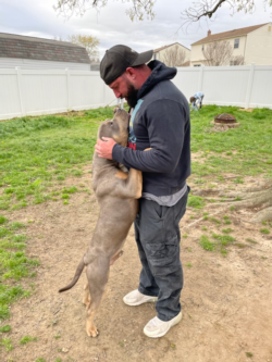 A blue tri american bully stud getting pets from a friend