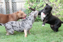 A chocolate bully, a blue merle xl pitbull, and a black american bully playing