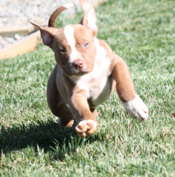 A very cute xl bully puppy playing in the yard