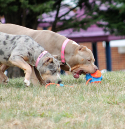 American bullies plating ball in the yard
