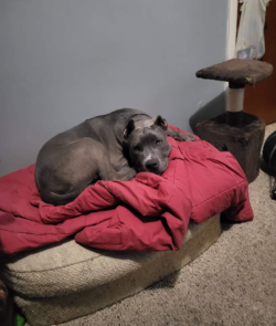 Blue xl pitbull sleeping on the couch