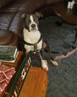 Blue xxl pitbull inside lounging with their family