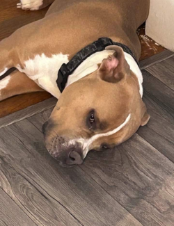 Fawn xl pitbull stud produced by bandalara bullies