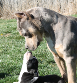 Two american bully puppies touching noses