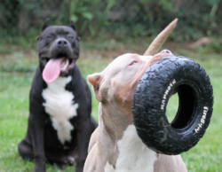 american bully xl dogs end bsl