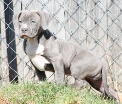 blue lilac american bully xl puppy gazing off into the distance