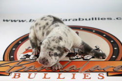 blue merle american bully puppies for sale near me