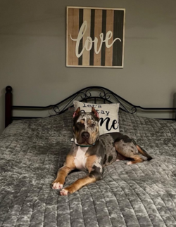 blue tri merle american bullies xl for sale near me