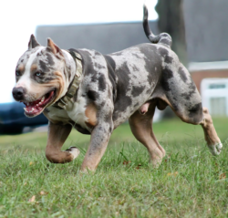 blue tri merle xl bullies for sale near me