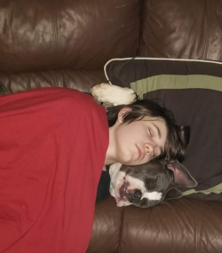 blue xl pitbull puppy on the couch with it's owner