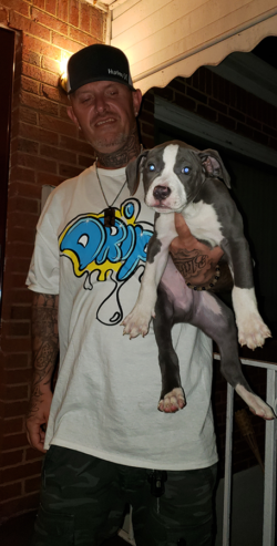 blue xxl pitbulls for sale from pitbull breeders in va