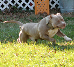 champagne american bully playing in the yard