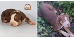 chocolate tri american bully xl for sale near me