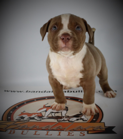 chocolate xl american bullies puppies for sale in VA