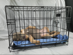 end bsl and bans on the xl american bully dogs in UK