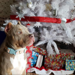 lilac american bully from topdogbullies