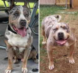 lilac tri merle xl pitbulls for sale