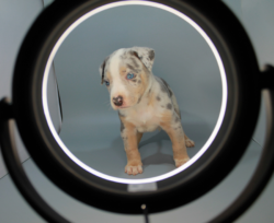 merle american bully puppies for sale virginia
