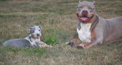 topdogbullies xl american bullies for sale virginia