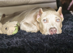 xl bully champagne puppy for sale in virginia